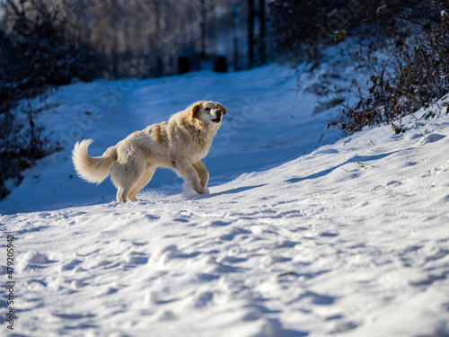 Cute dog playing in the snow © somra