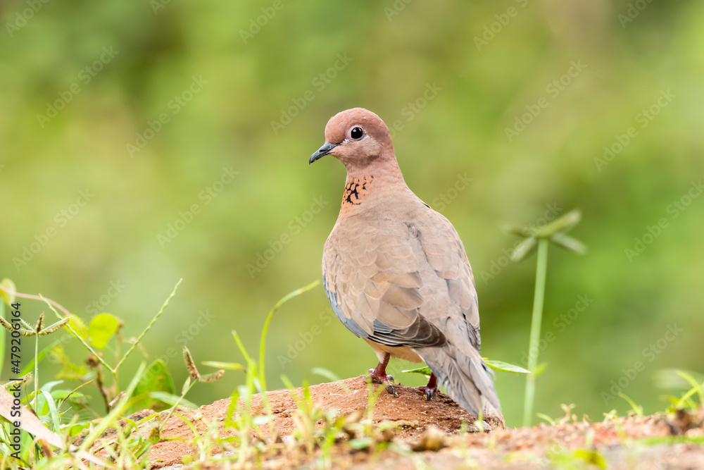 A laughing dove sitting on a small branch of a bush on the outskirts of Bangalore on a cloudy day A laughing dove sitting on a small branch of a bush on the outskirts of Bangalore on a cloudy day