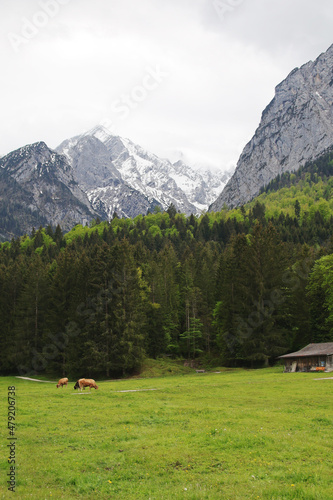 Cows in Zugspitze valley, Garmisch-Partenkirchen, Germany © nastyakamysheva