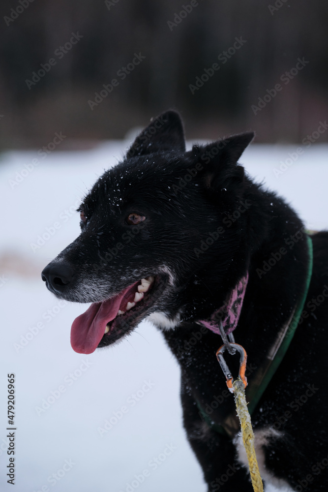 Northern breed of sled dogs, strong and hardy. Brown intelligent eyes and gray muzzle. Black Alaskan husky is standing in harness and waiting for start of race. Northern breed of sled dogs, strong and hardy. Brown intelligent eyes and gray muzzle. Black Alaskan husky is standing in harness and waiting for start of race.