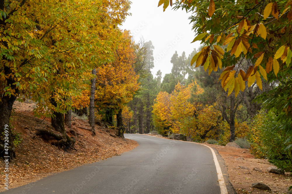 Avenue in Gran Canaria in autumn with sweet chestnut trees