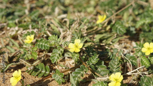 Schilderij op canvas Tribulus terrestris also known as Caltrop, Tribulus, Catshead, Common dubbletjie