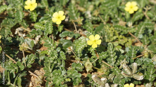 Foto Tribulus terrestris also known as Caltrop, Tribulus, Catshead, Common dubbletjie