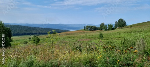 Mountain meadow