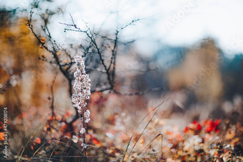 autumn flowers in the field © Elninho