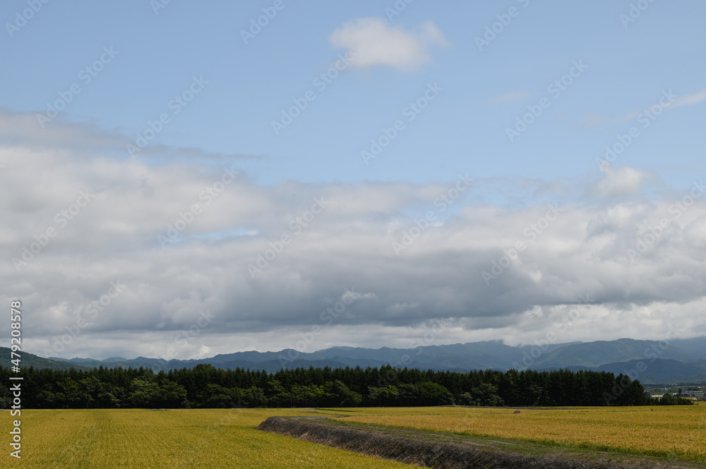 Obraz premium 北海道の田舎で実った黄金色の稲穂と青空