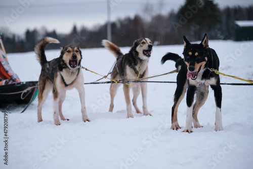 Northern breed of sled dogs  strong and hardy. Intelligent eyes and protruding tongues. Fastest dogs in world. Three Alaskan huskies are standing in harness and waiting for start of race.