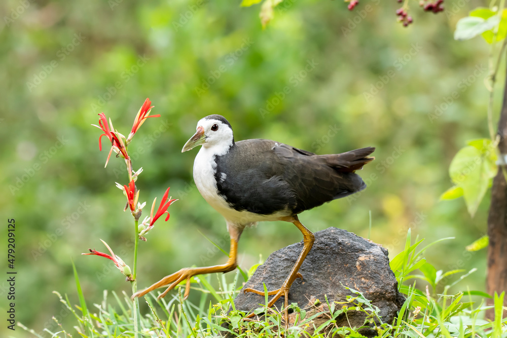 Obraz premium A white breasted waterhen feeding on crumbs on the ground near a pool of water on the outskirts of Bangalore