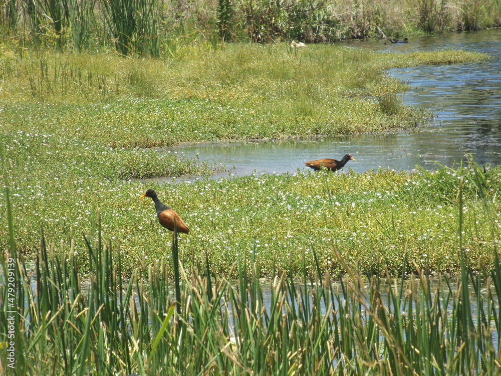 Wattled jacana (Jacana jacana) is a wader which is a resident breeder through most of South America. Bird lives in wetlands, streams, lakes, from Brazil, Argentina, Venezuela, Panama, Uruguay,