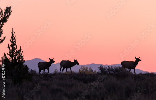 Cow Elk Silhouetted at Sunrise in Wyoming in Autumn