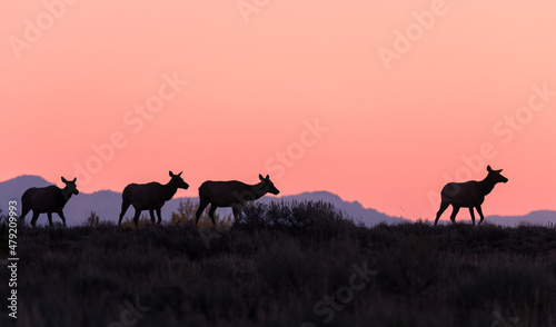 Cow Elk Silhouetted at Sunrise in Wyoming in Autumn