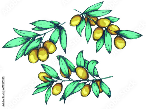 Vector set of olive branch illustration. Colorful hand drawn eco food clip art isolated on white background. For print, web, design, decor.