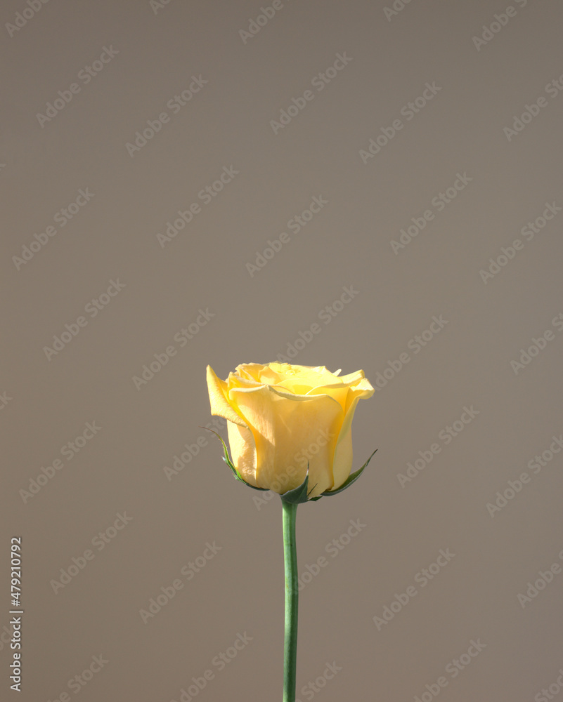 Natural yellow rose flower botany with beautiful long stem against ...