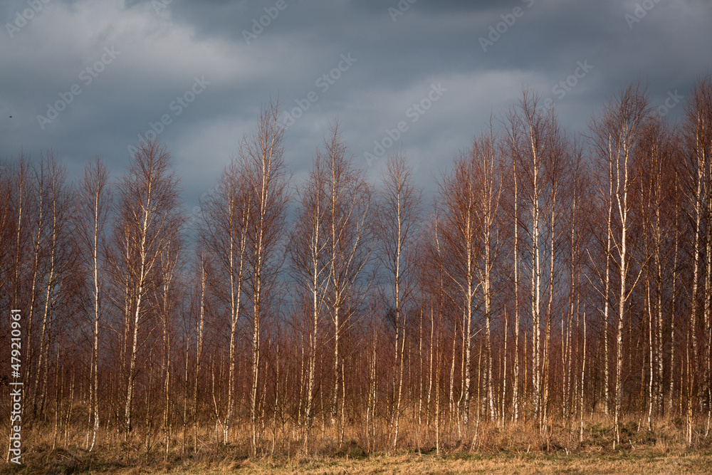forest on a sunny spring day forest on a sunny spring day