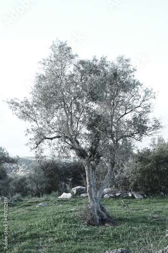 An old olive tree in Bodrum