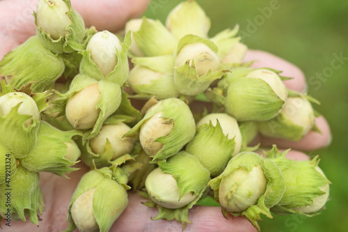 Handful of fresh green harvest nuts