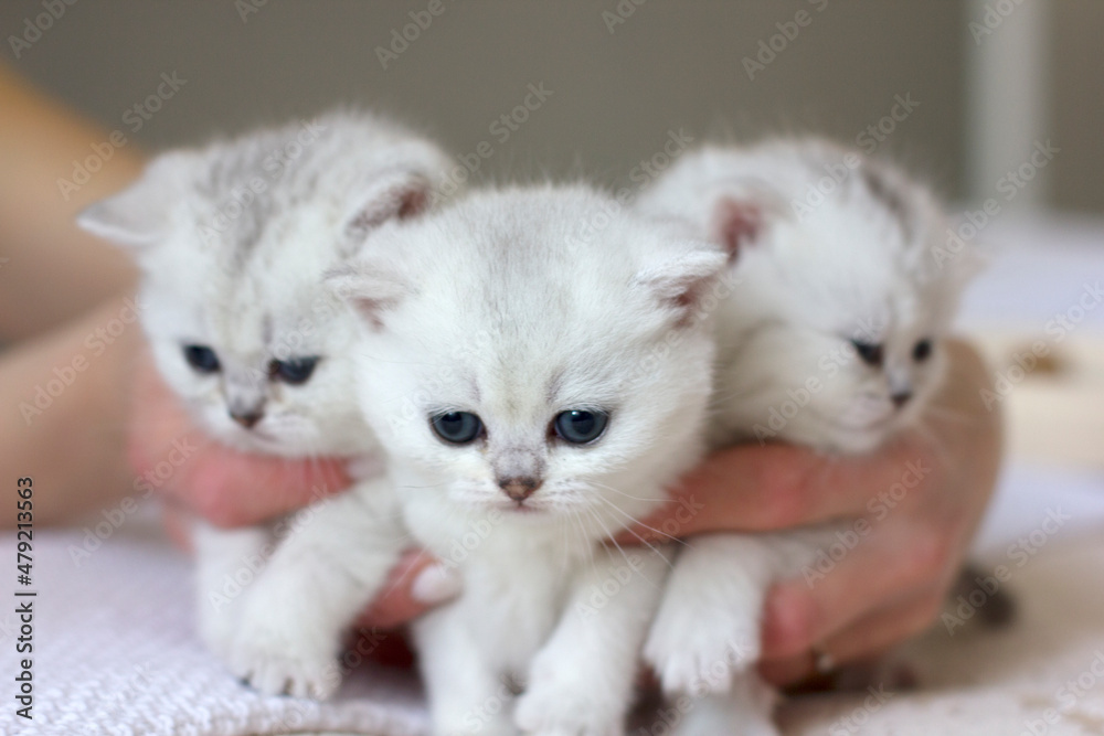 Three cute white kittens in hands
