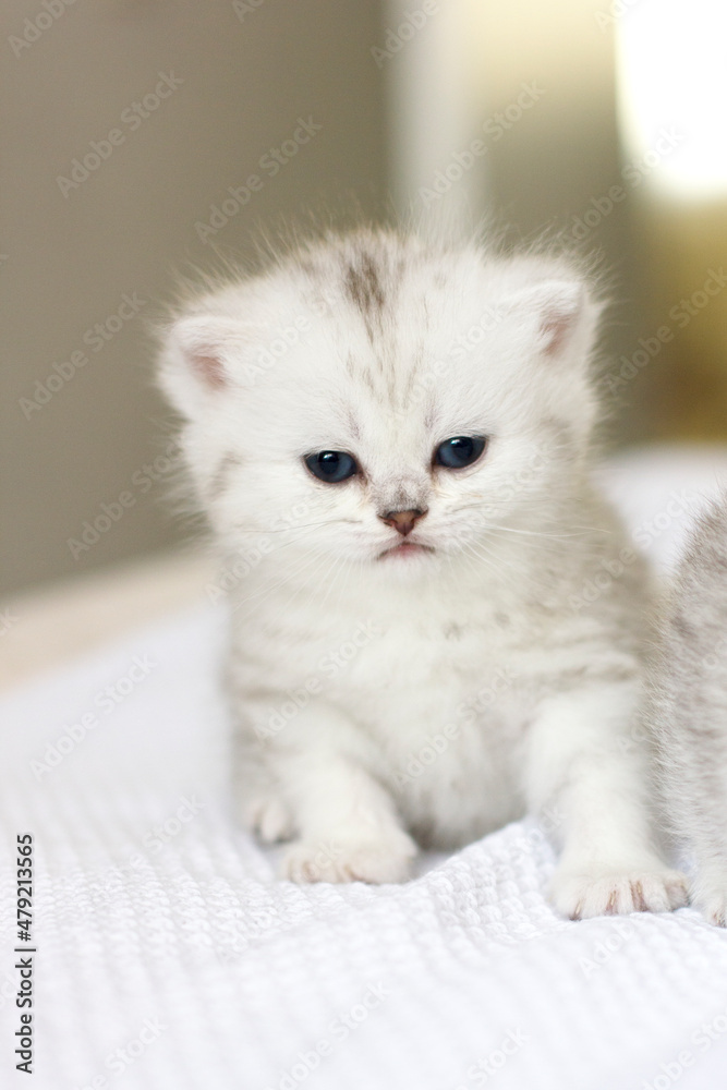 Cute domestic white kitten with blue eyes
