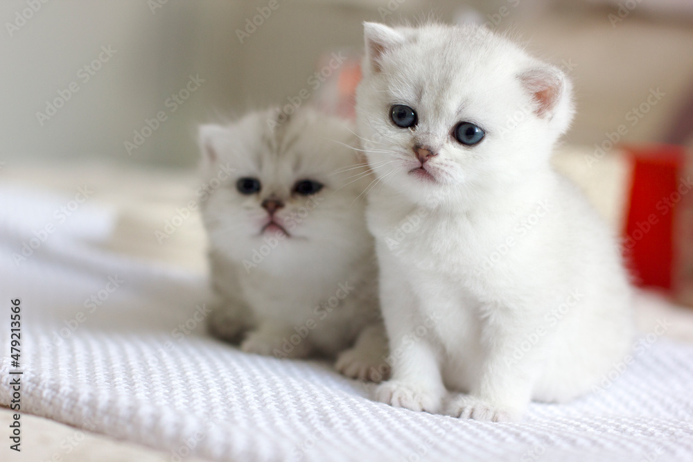 Cute white kittens sit on a light background
