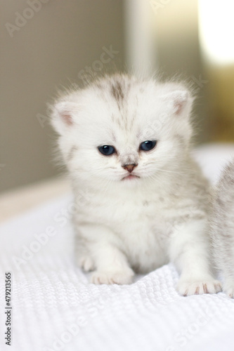 Cute domestic white kitten with blue eyes 