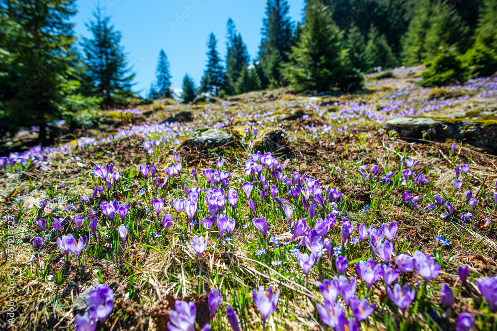 Landscape in the mountains, Valea Sambetei, Fagaras Mountains.