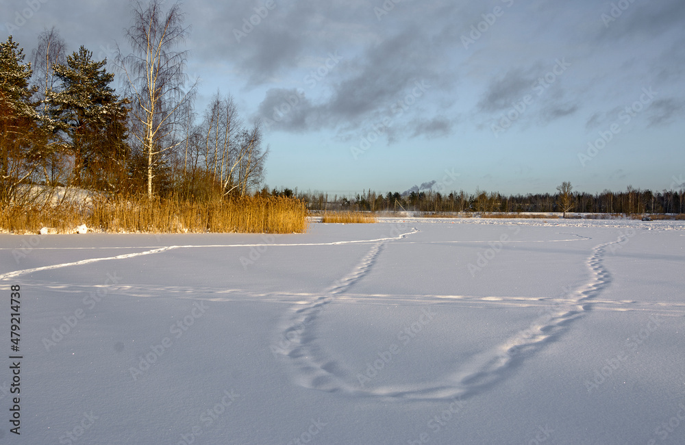 Fototapeta premium Winter landscape with trees and a lake in the Leningrad region.