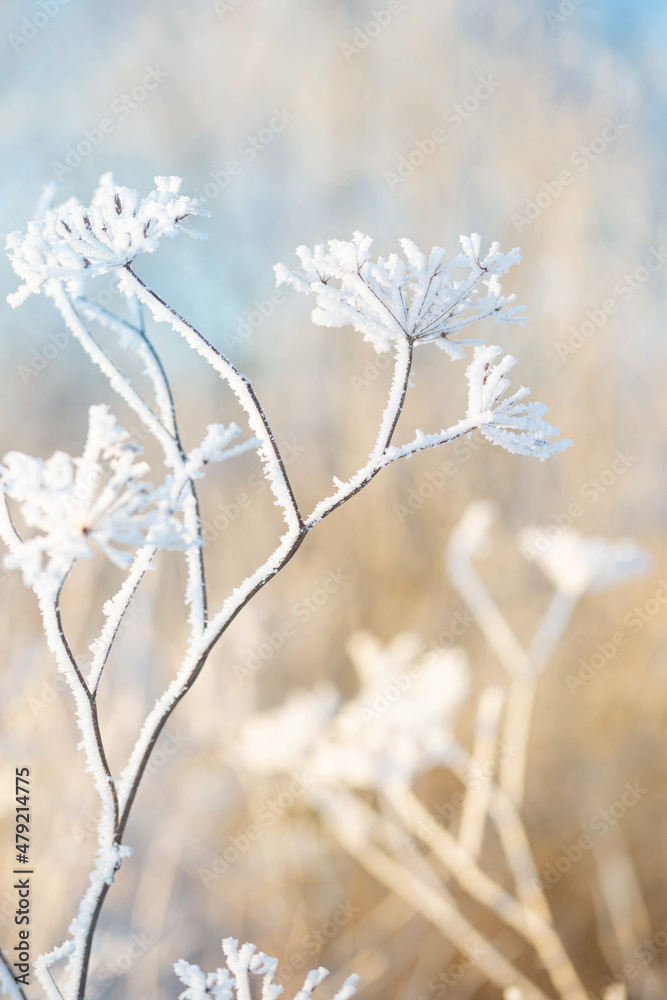 winter background with plants in hoarfrost in sunlight clouse up