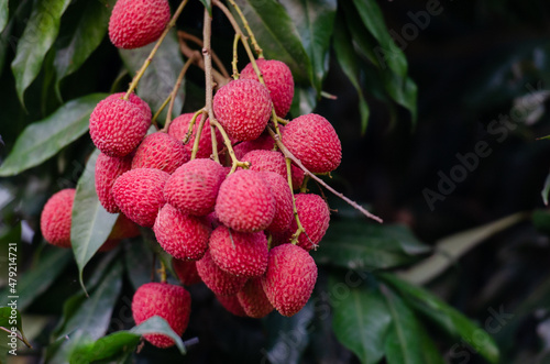 Lychee, Litchi chinensis, লিচু photo