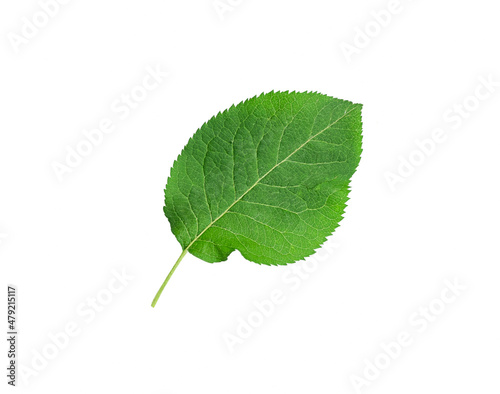 The green leaf of an apple tree is isolated on a white background