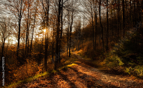 las jesienią, promienie słońca w lesie, forest in the autumn