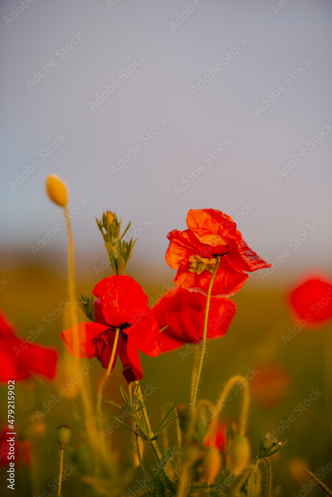 Obraz premium Amazing landscape at the sunset in the poppies field