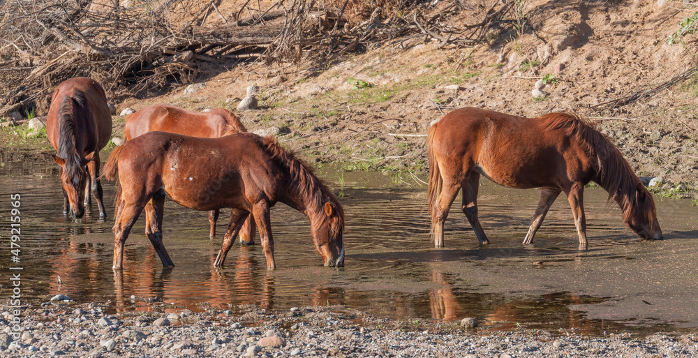 Fototapeta premium Wild Horses along the Salt River Near Phoenix Arizona
