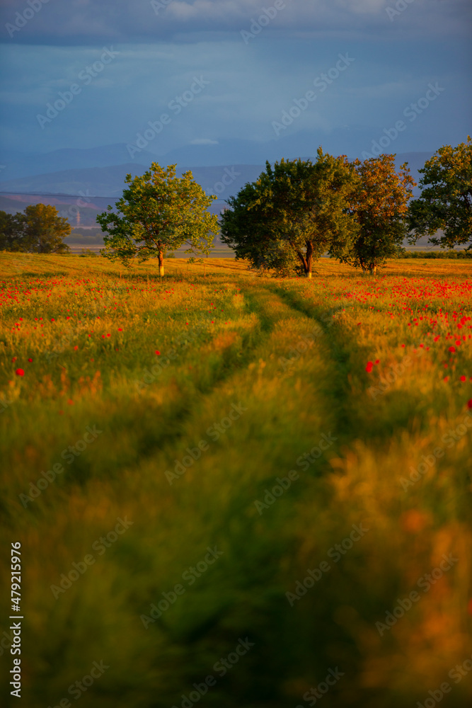 Obraz premium Amazing landscape at the sunset in the poppies field