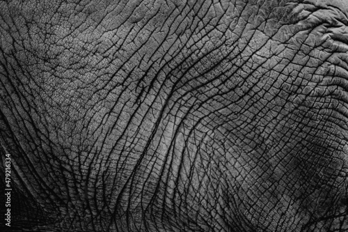 close up of elephant skin photo