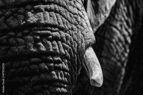 Photography close up of elephant skin