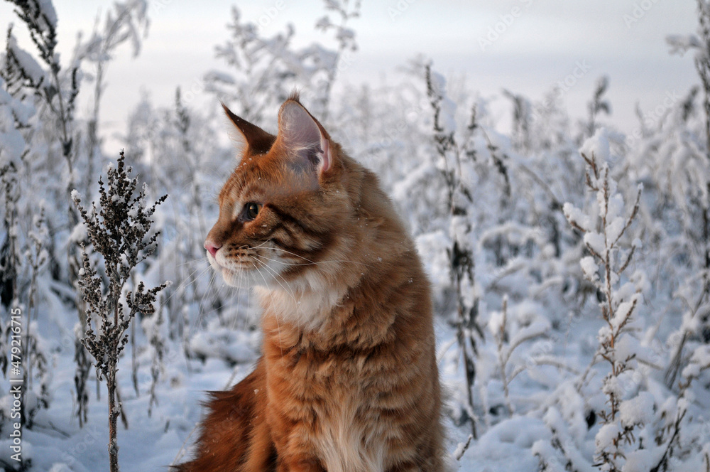 cat in snow