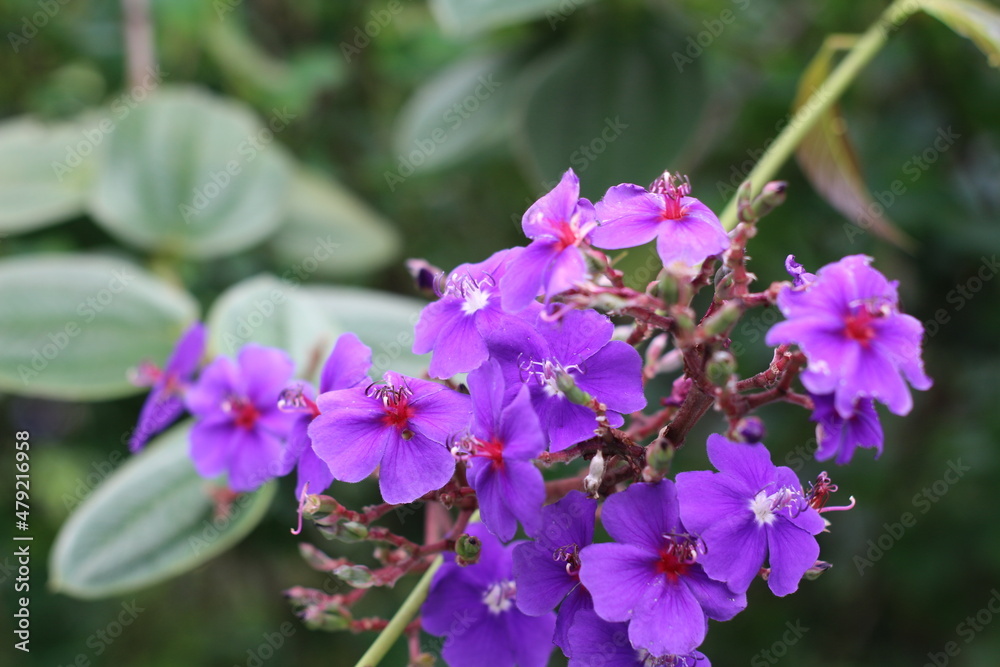 Purple tibouchina flowers bloom in the garden. This plant belongs to the genus of tropical plants in the family Melastomataceae.