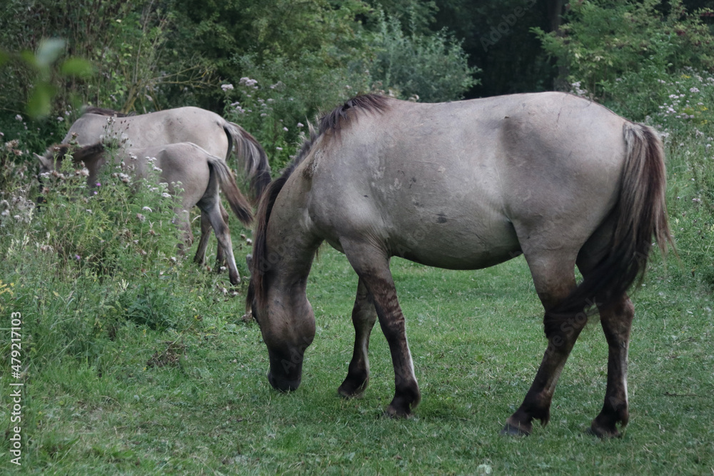 Konik Konik