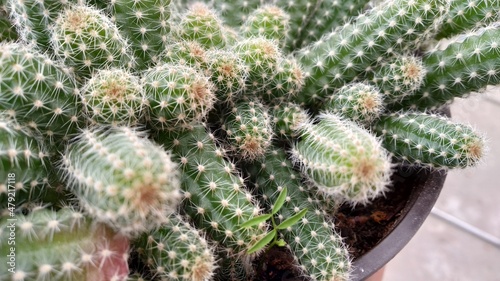 Detalle de cactus verde