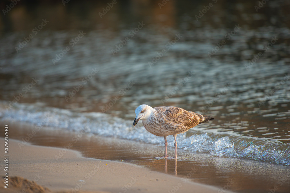 bird on the beach bird on the beach