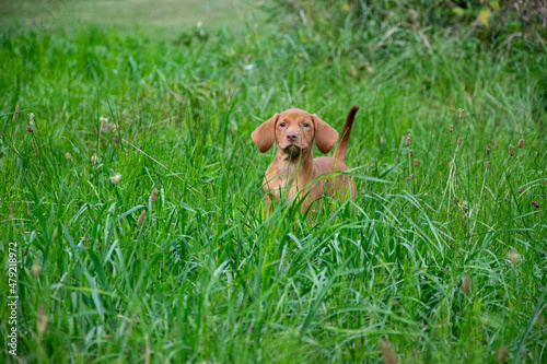 vizsla puppy on grass