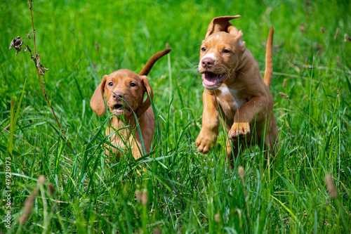 vizslar puppys in the grass