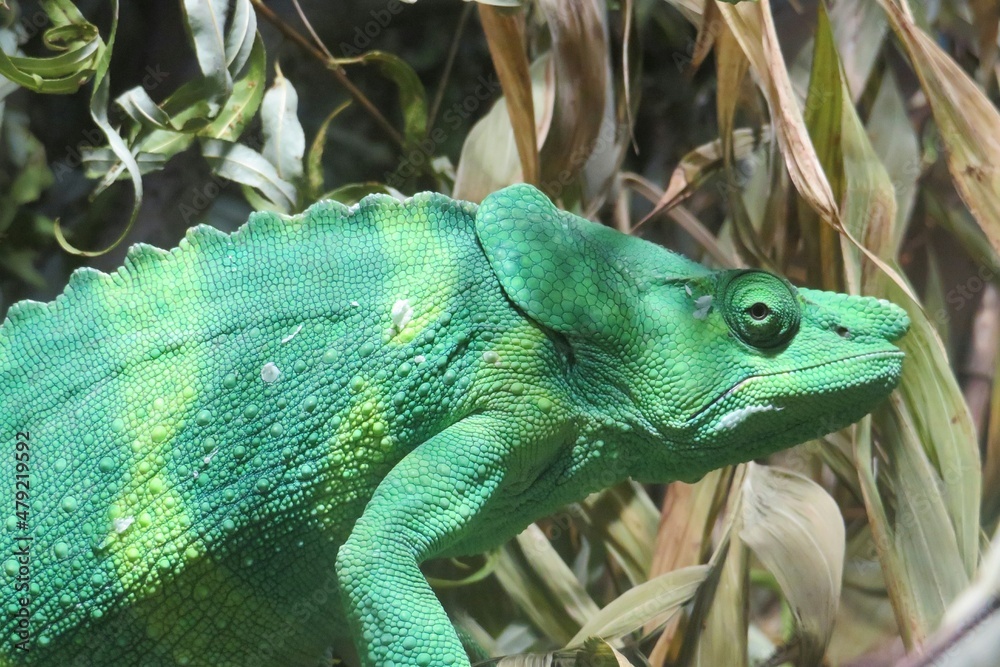 Fototapeta premium Closeup of green chameleon on leafs background
