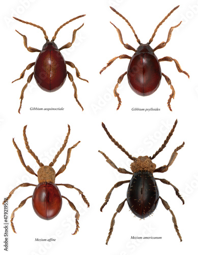 Gibbium aequinoctiale, psylloides  and Mezium affine and americanum beetles in the subfamily Ptininae - Spider beetles, family Annobiidae - woodworm or wood bore. Pest of food in homes, shops and stor photo