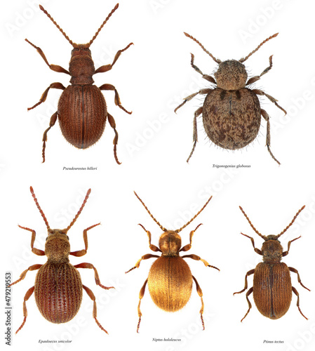 Fotografiet Pseudeurostus hilleri, Trigonogenius globosus, Epauloecus unicolor, Niptus hololeucus: golden spider beetle, Ptinus tectus: Australian spider betele