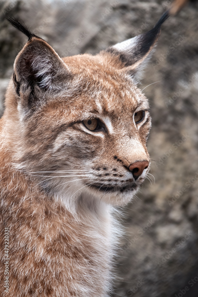 Obraz premium Portrait of The Eurasian lynx close-up, lat. Lynx lynx