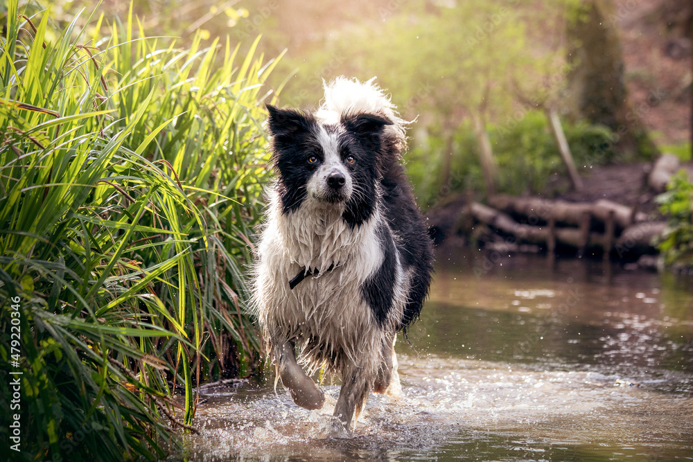 Black and White Border Collie Dog Playing In Water