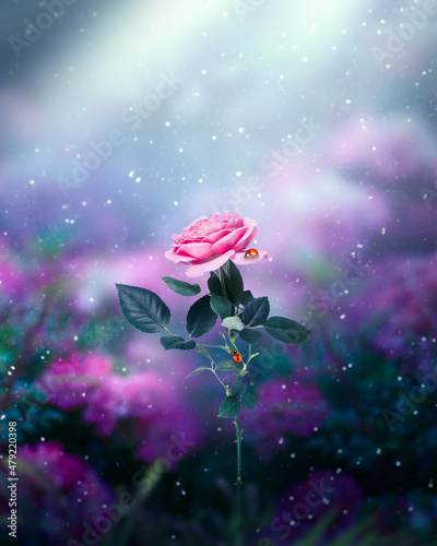 Slika na platnu Pink Rose Flower and two ladybugs in Fantasy garden in fairy tale elf Forest, magical scene with fairytale glade on mysterious midnight blue background, magic woods in night darkness with moon rays