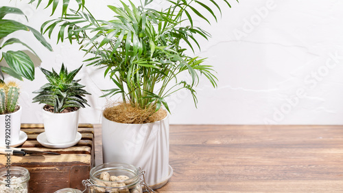 Selective focus, Eco friendly composition with potted house plants, soil, drainage and garden tools on wooden shelves. Hobbies growing home plants and gardening apartments. Flower shop