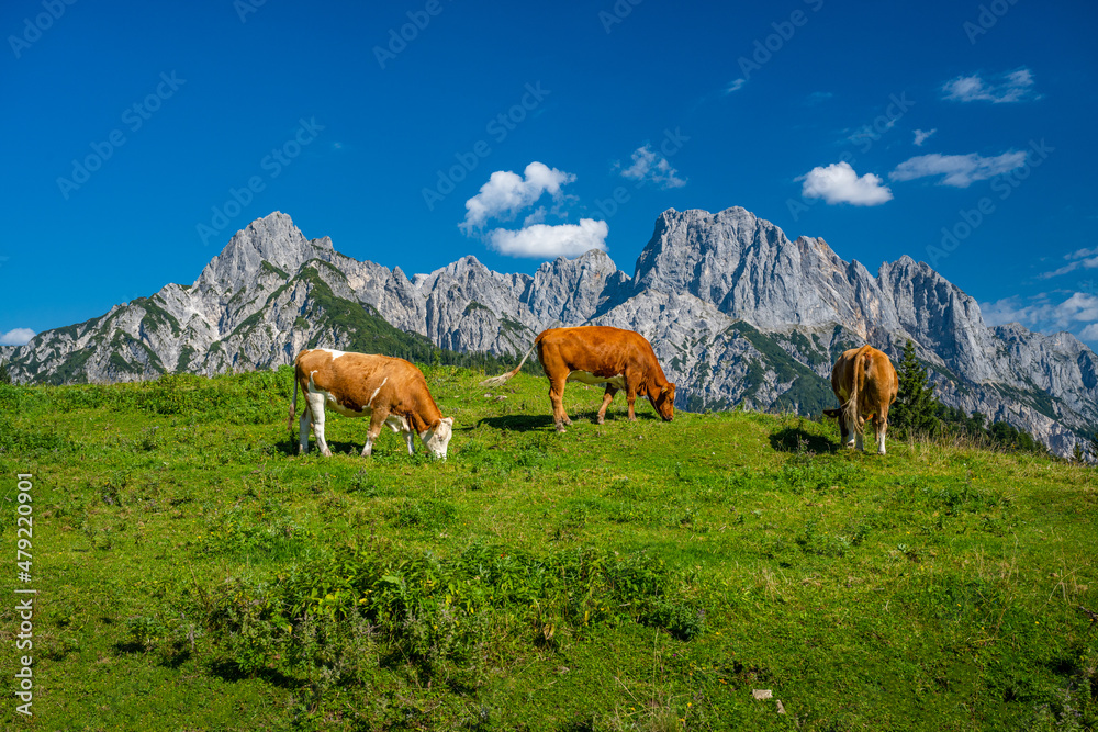 Idyllic mountain scenery with cows on a green alpine meadow in front of the Reiter Steinberge in the beautiful Salzburger Land, Austria, Europe
